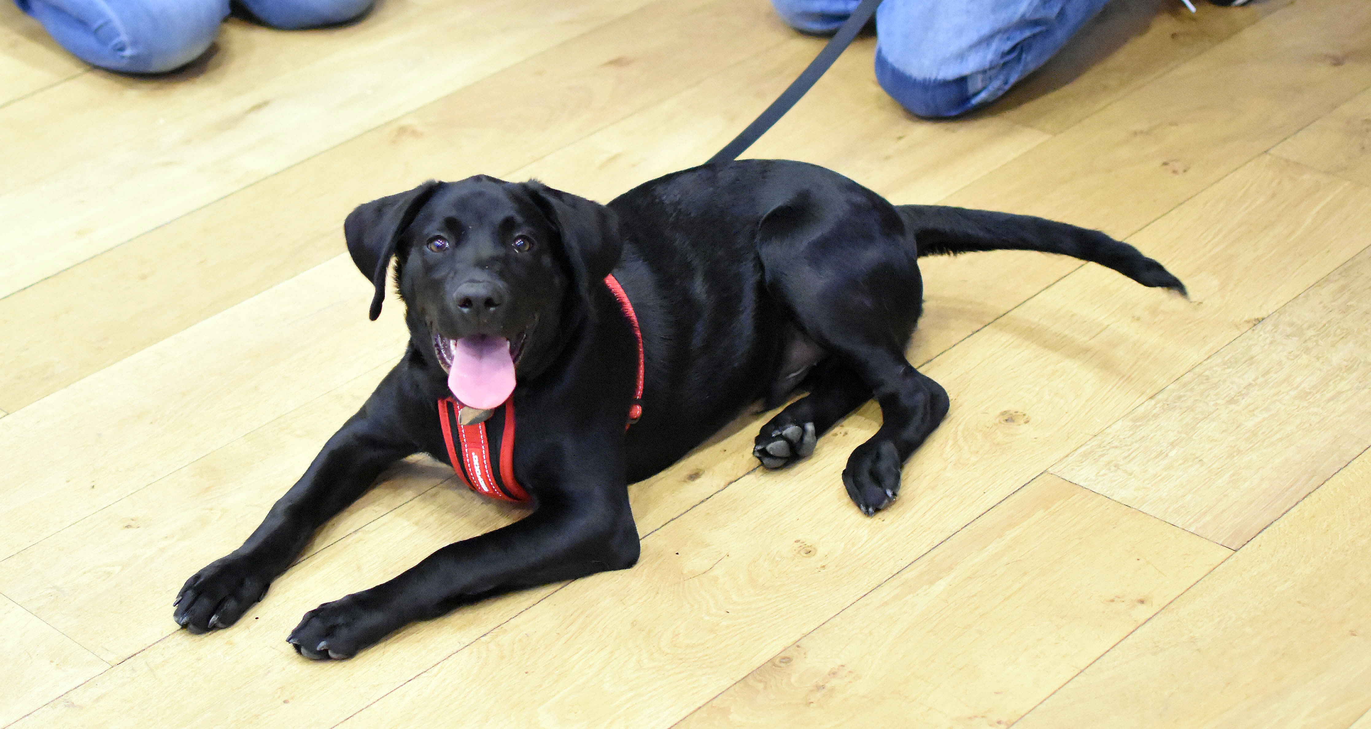 Lupo%20AcademyIOSBackground