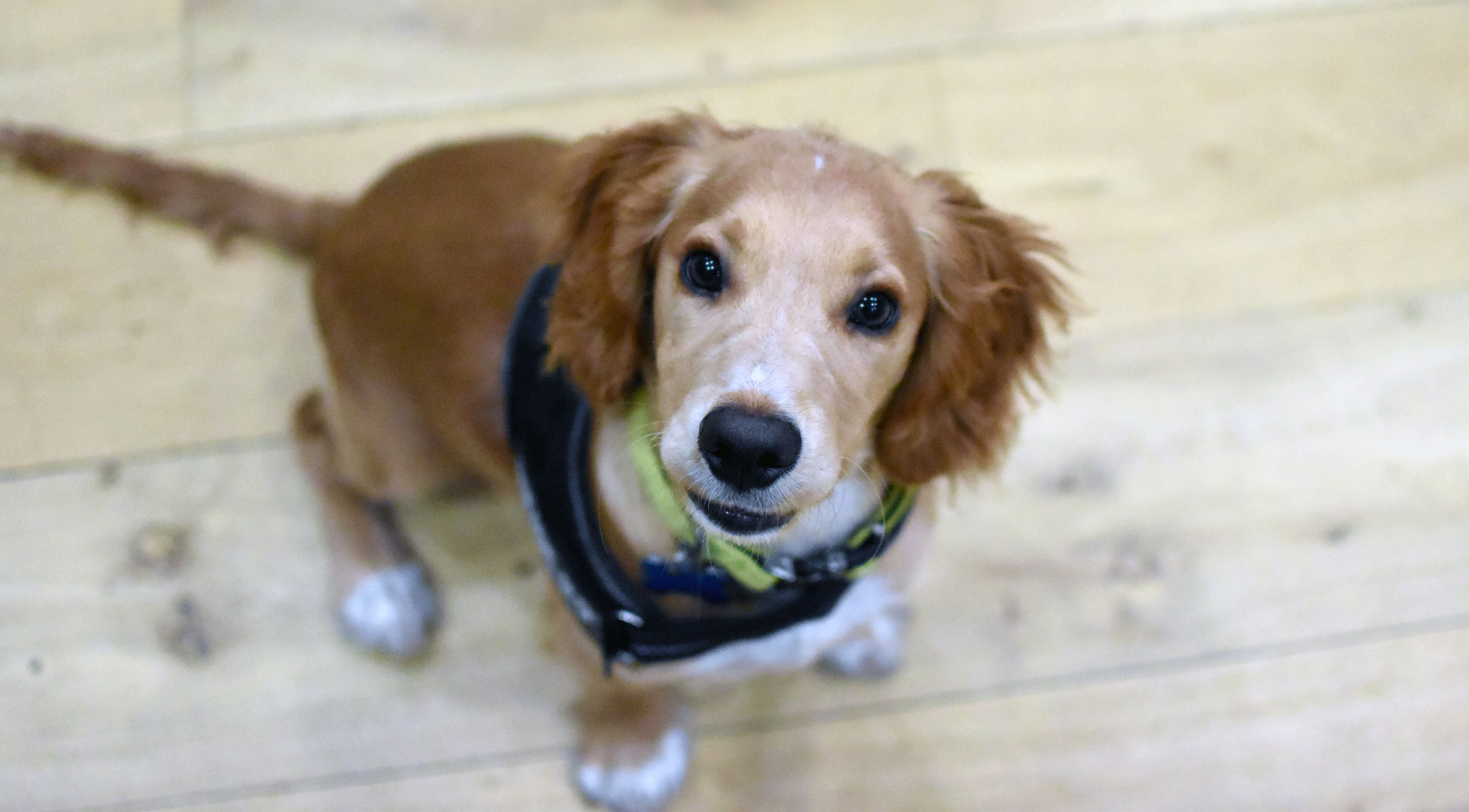 Lupo%20AcademyIOSBackground