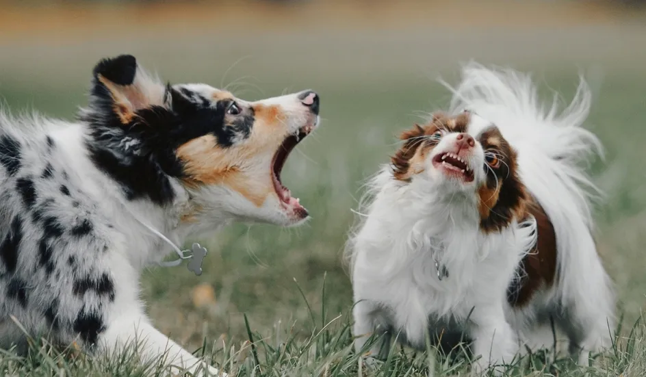 Two dogs barking at each other during a reactive dog training scenario