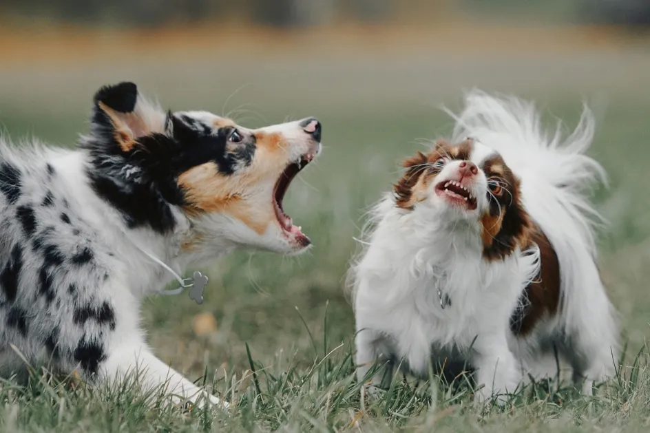 Two dogs barking at each other during a reactive dog training scenario