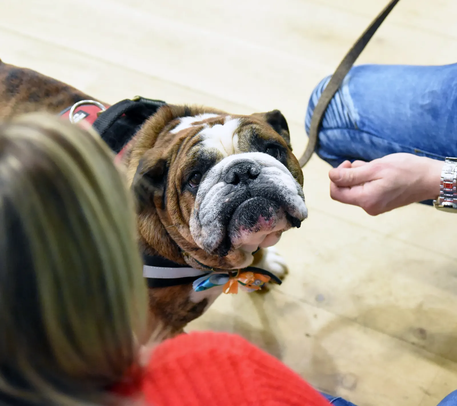 Bulldog working with a trainer during a supportive training session