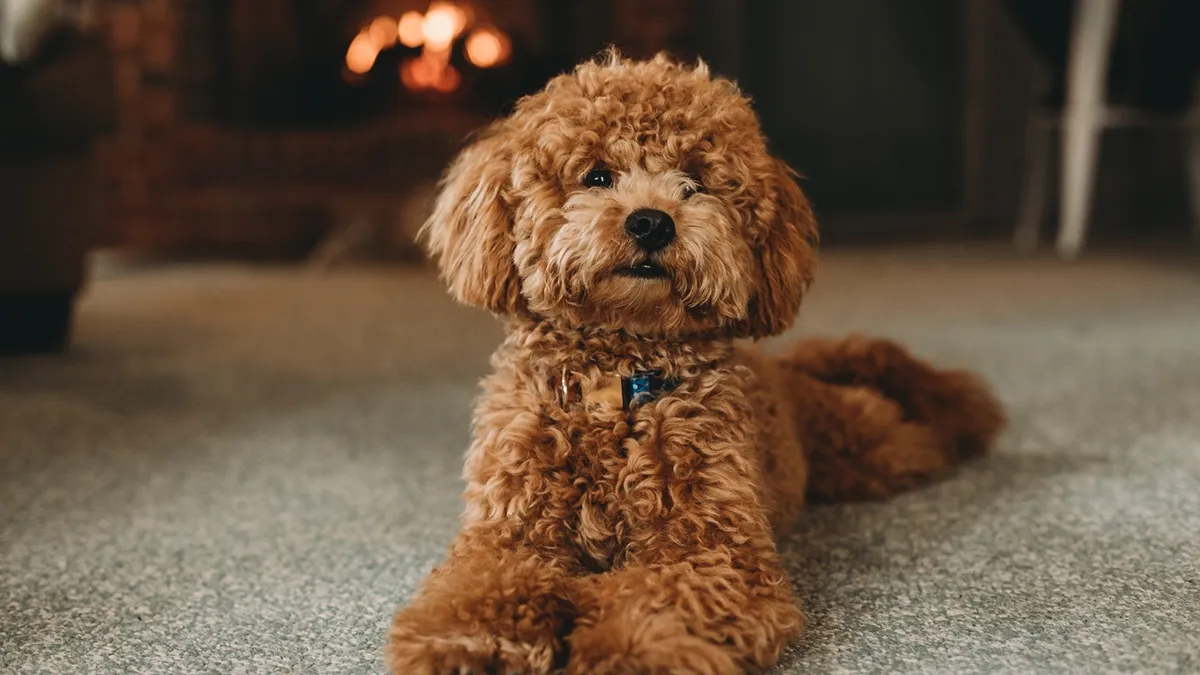 Small curly-coated brown dog lying on a carpet indoors.