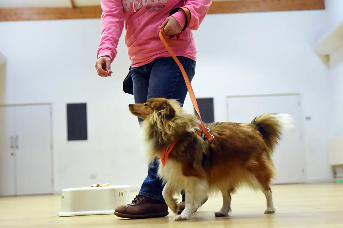 Small dog practising loose lead walking beside a handler in class