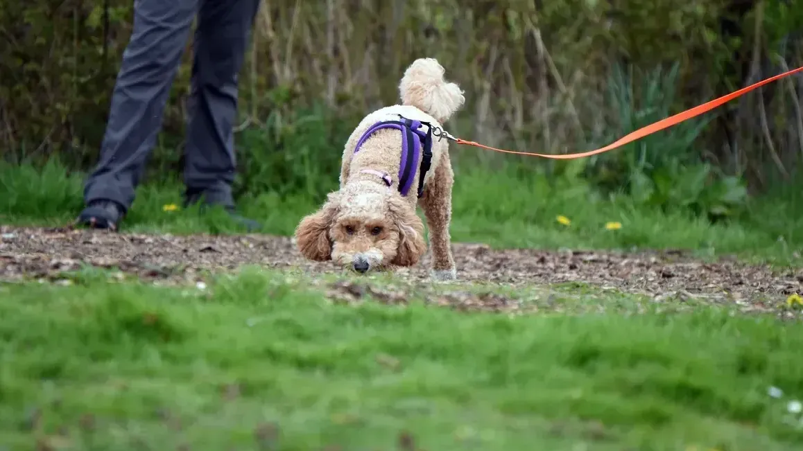 Dog following a scent trail during mantrailing training