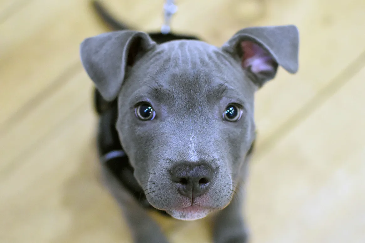 Grey puppy during a one-to-one dog training session