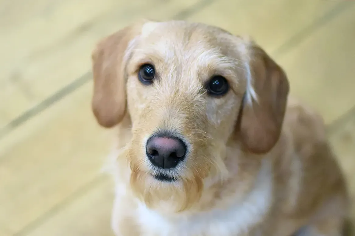 Cream and tan dog during a one-to-one dog training session