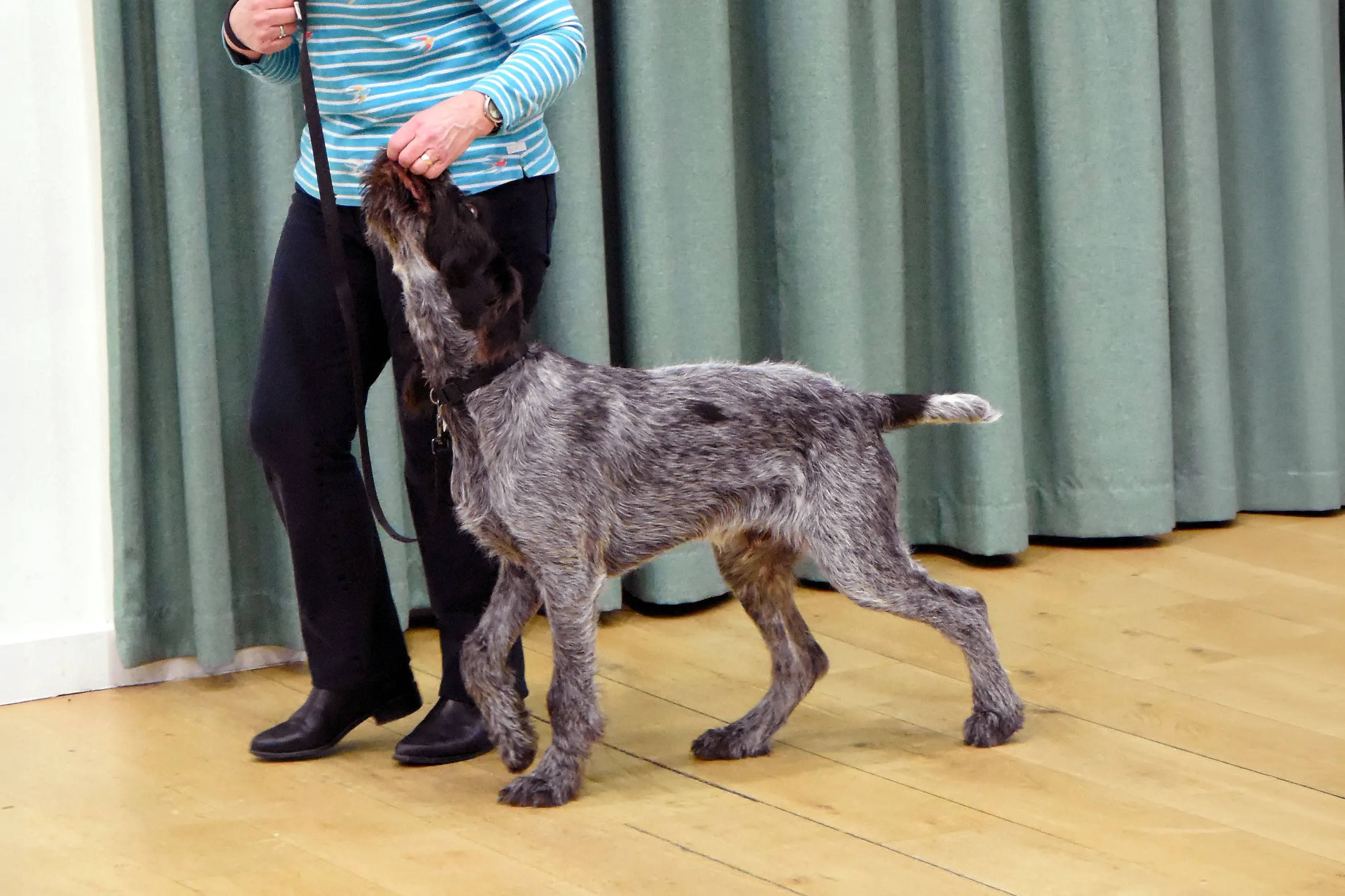 German Wirehaired Pointer practising focus with a handler during pet gundog training