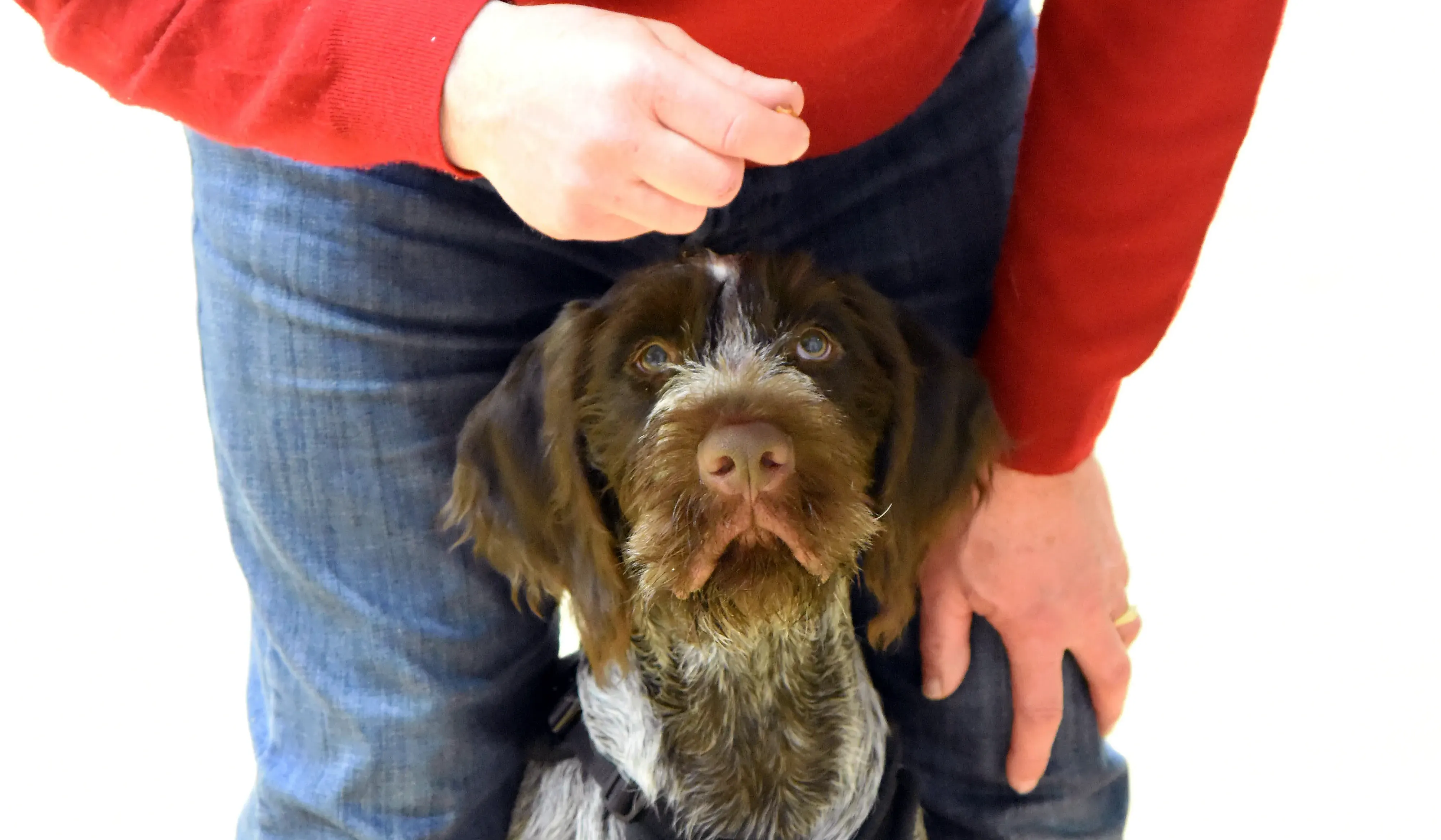 German Wirehaired Pointer looking up at a handler during gundog training