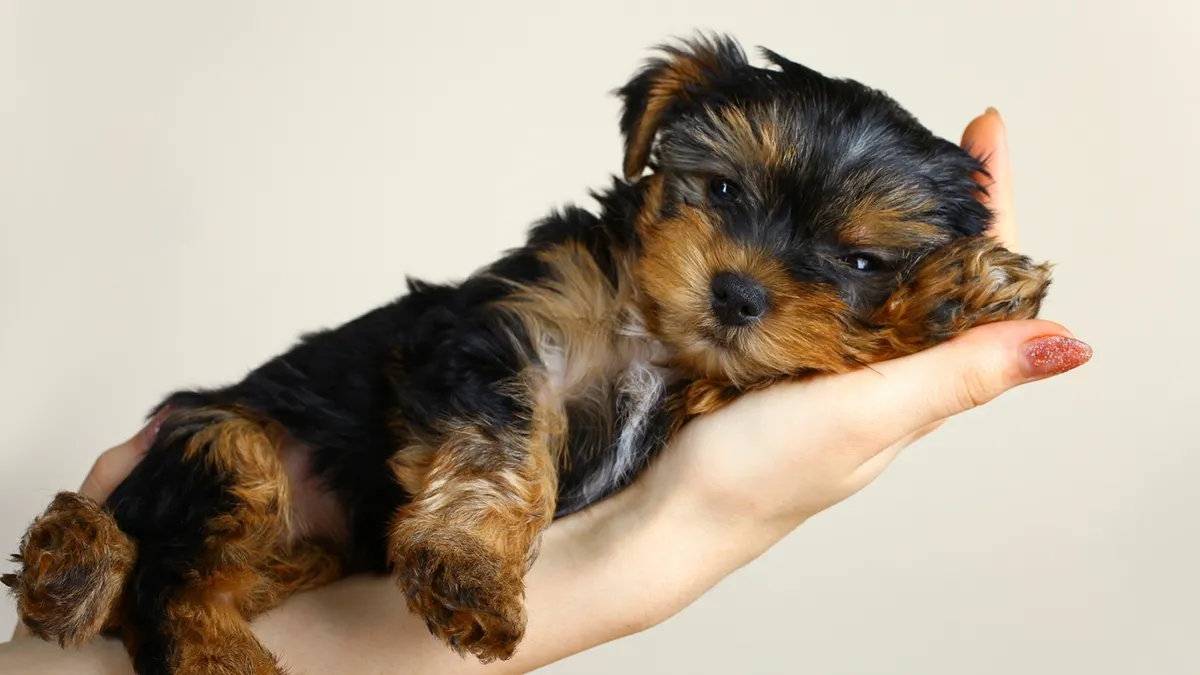 Yorkshire Terrier puppy.
